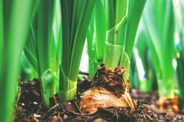 frutería en El Ejido, Frutería Encarna